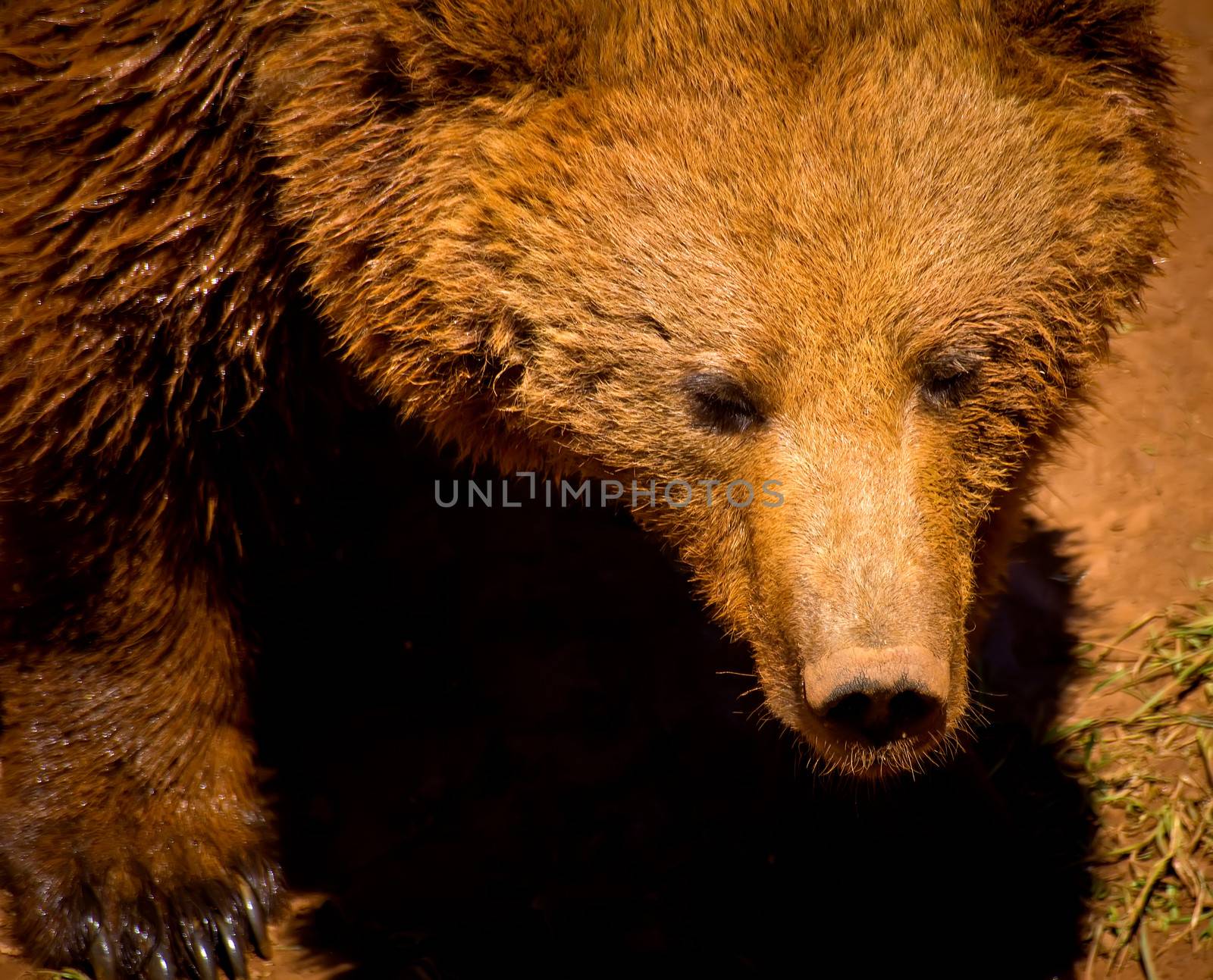 portrait of a brown bear