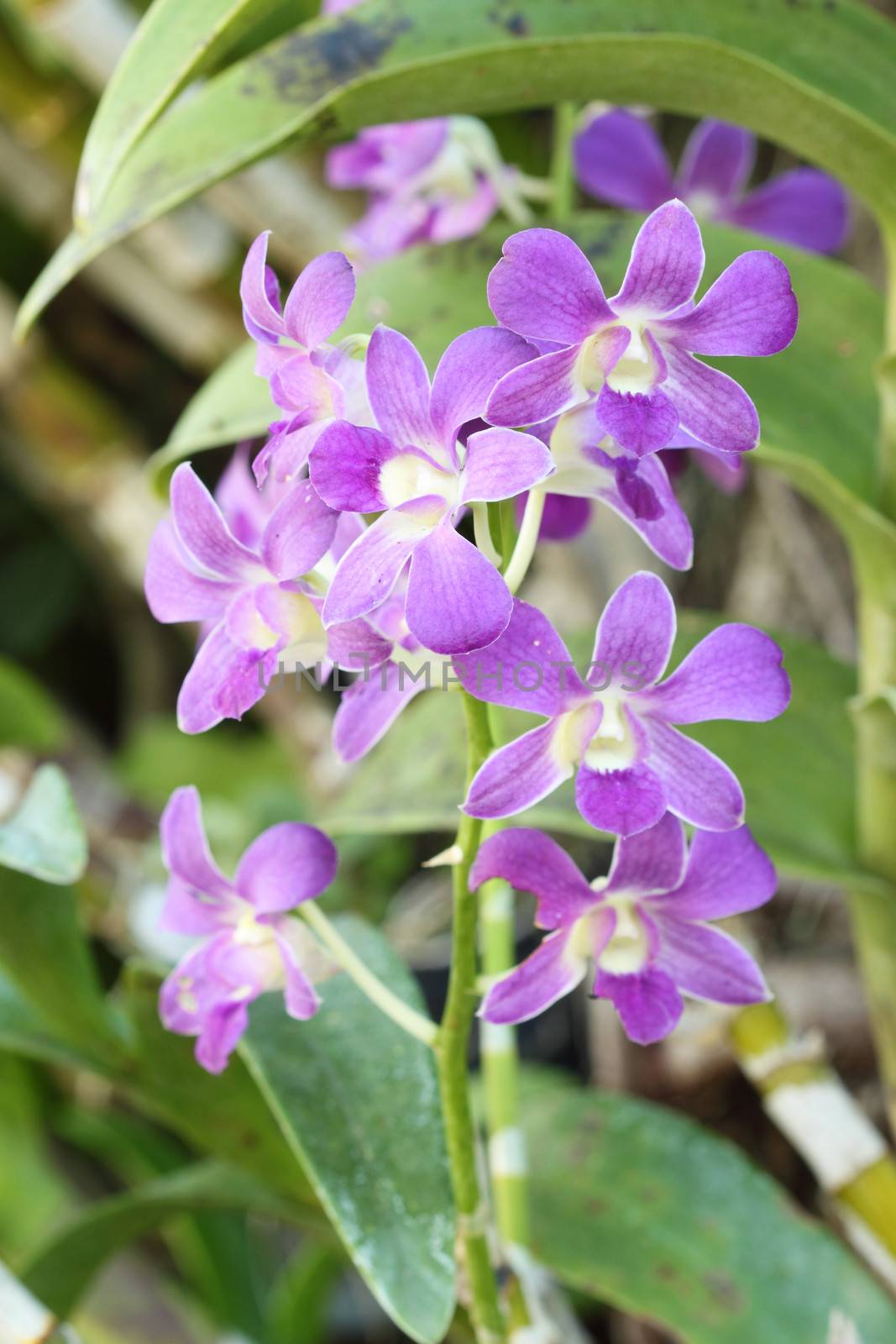 beautiful purple orchid flower by geargodz