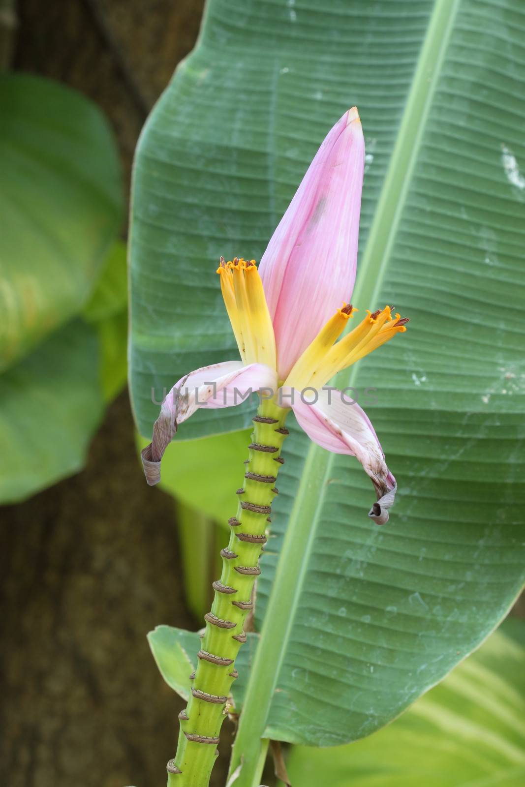 pink banana flower close up