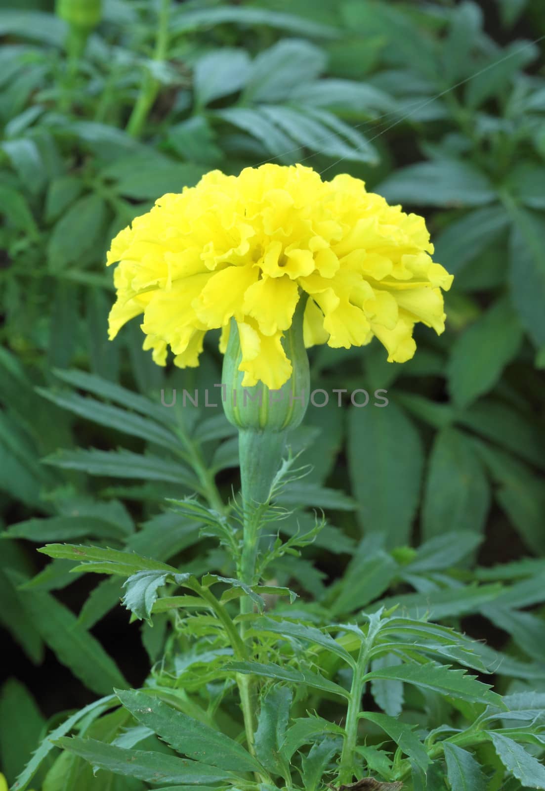 Mary gold, Yellow flower in garden by geargodz