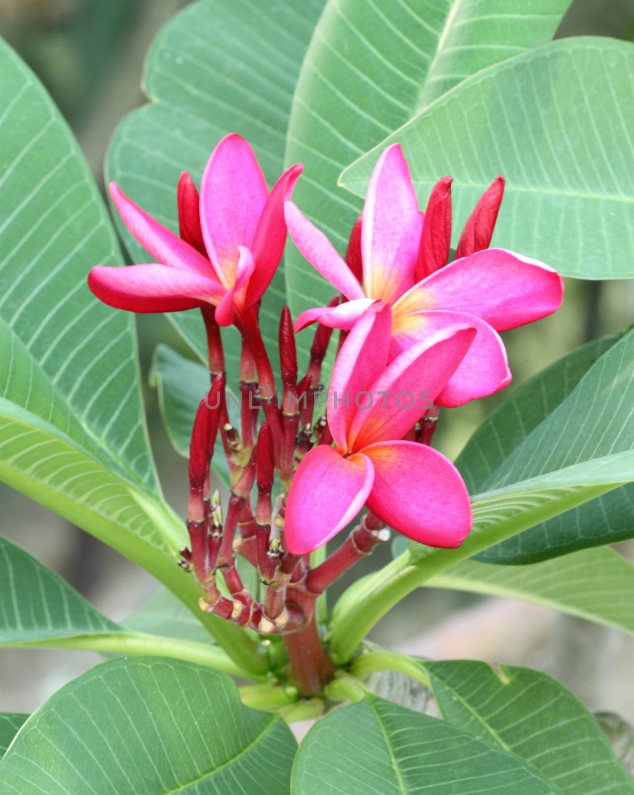 pink frangipani flower or Leelawadee flower on the tree