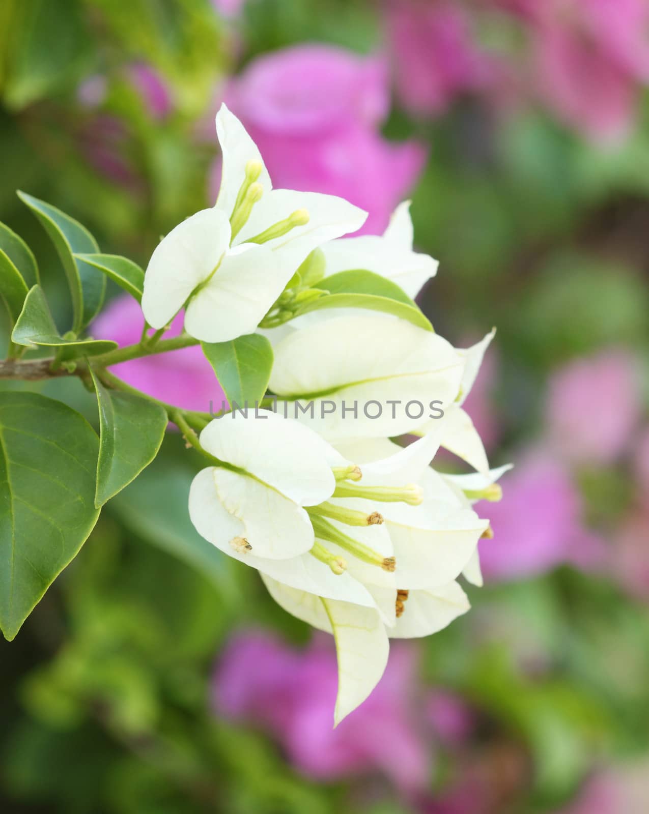 white bougainvillaea flower is blooming