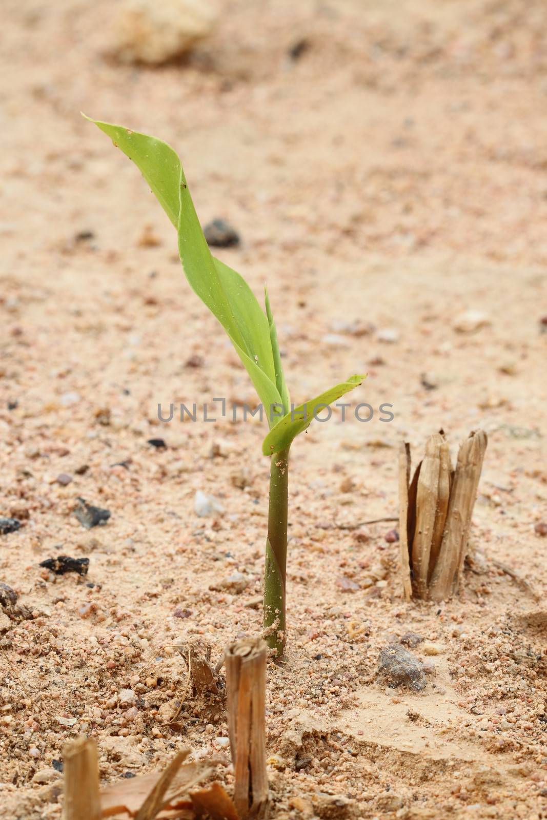 small plant of galangal and leaf