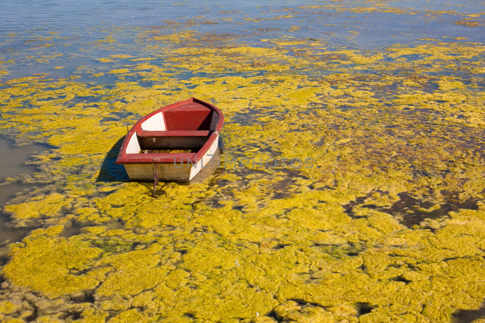 Red boat and the lake water covered algas - illustration for global warming.