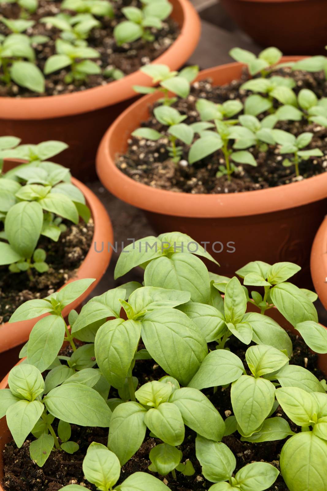 Young potted basil plants.  Shallow depth of field.