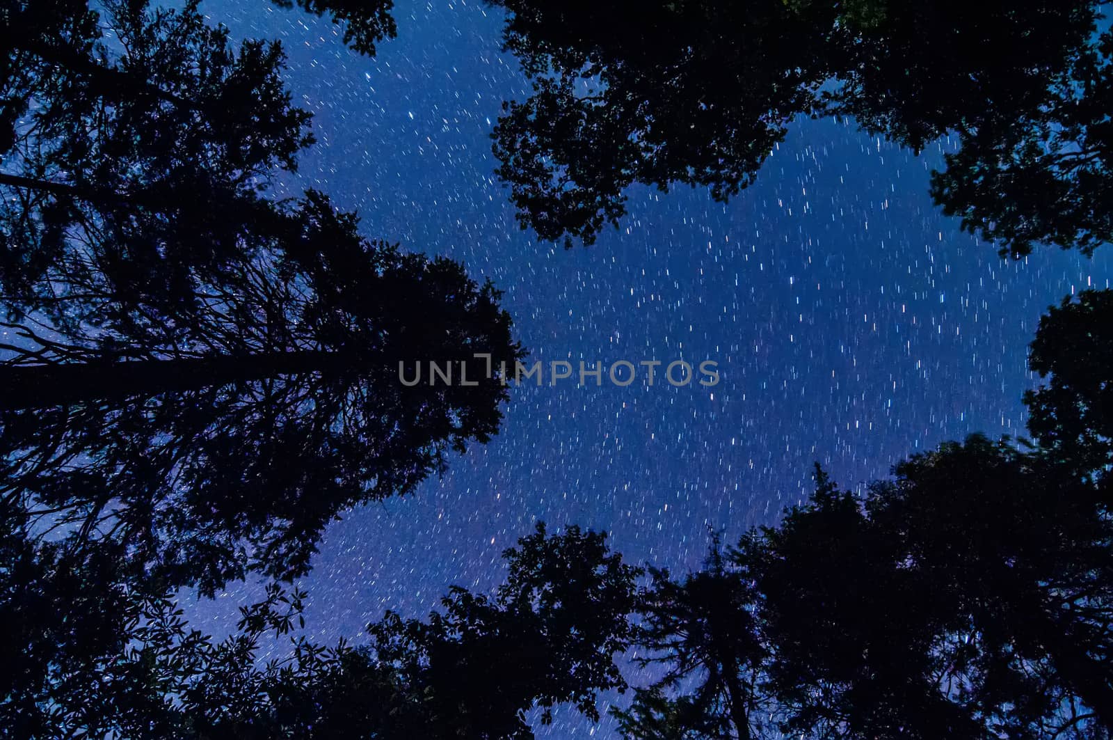 evergreen trees with stars by digidreamgrafix