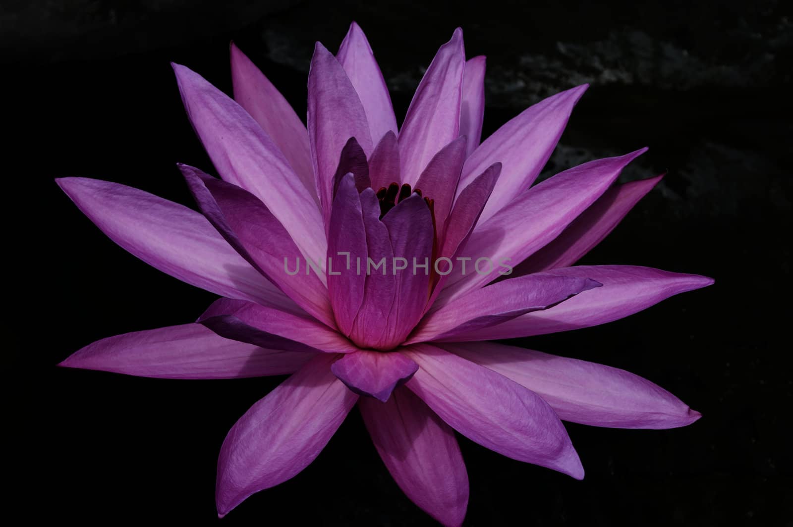 Almost perfect flower. by GNNick