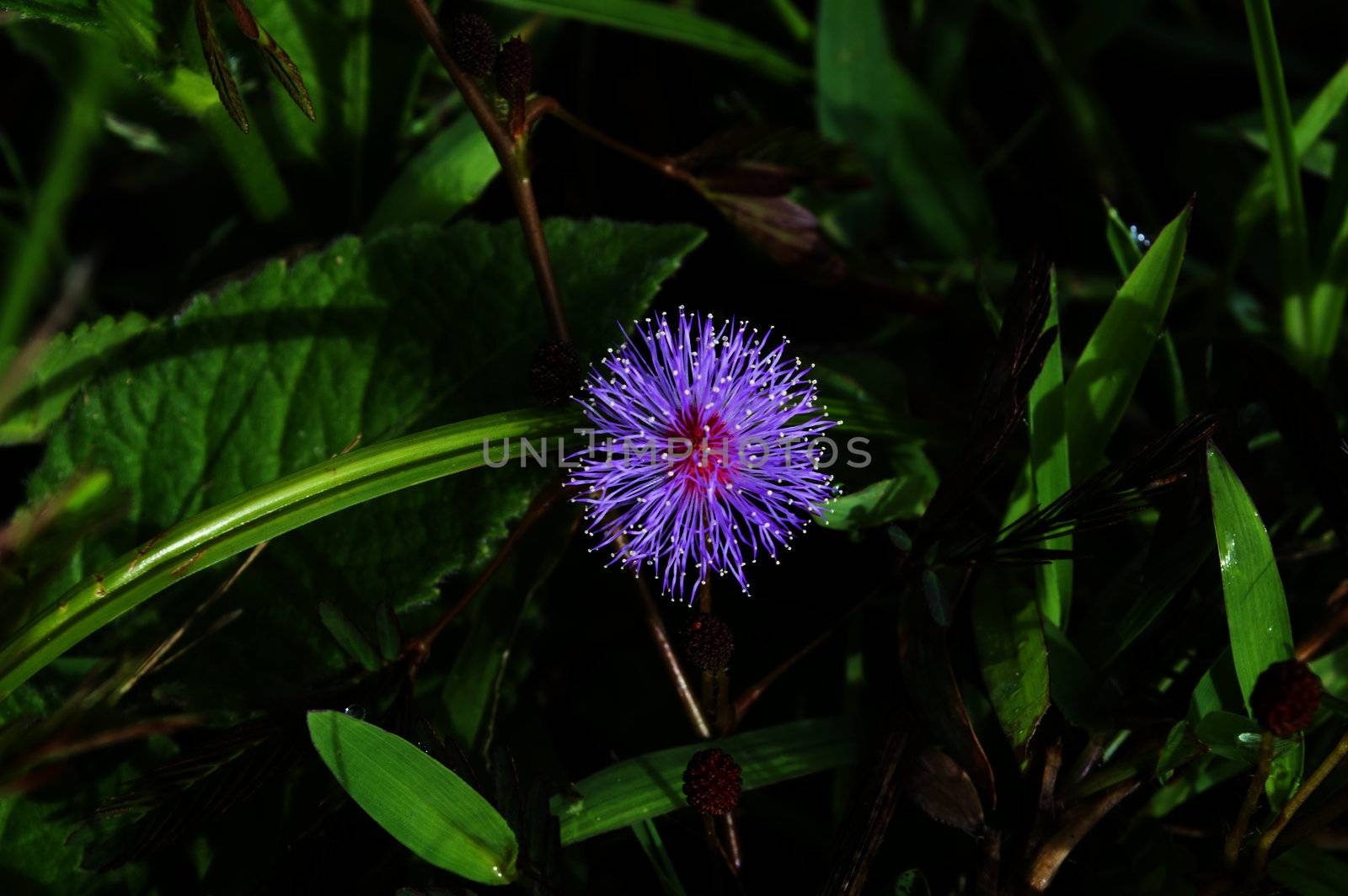 Mimosa pudica. by GNNick