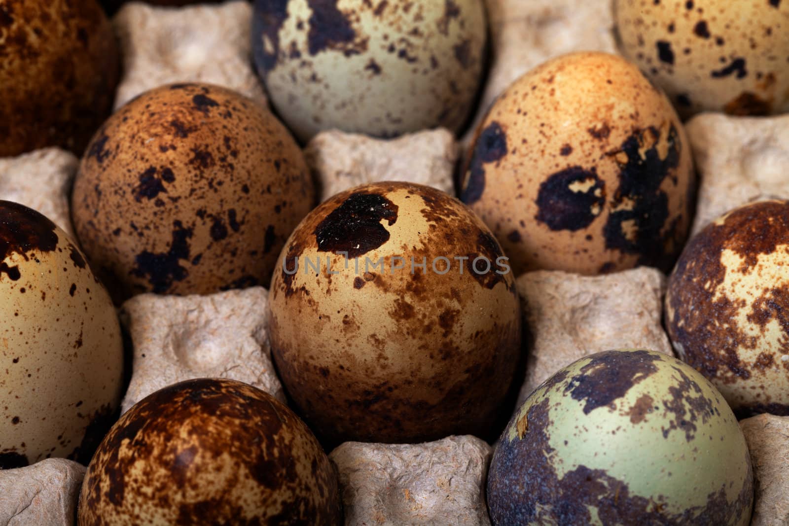 Speckled quail eggs in a carton box closeup