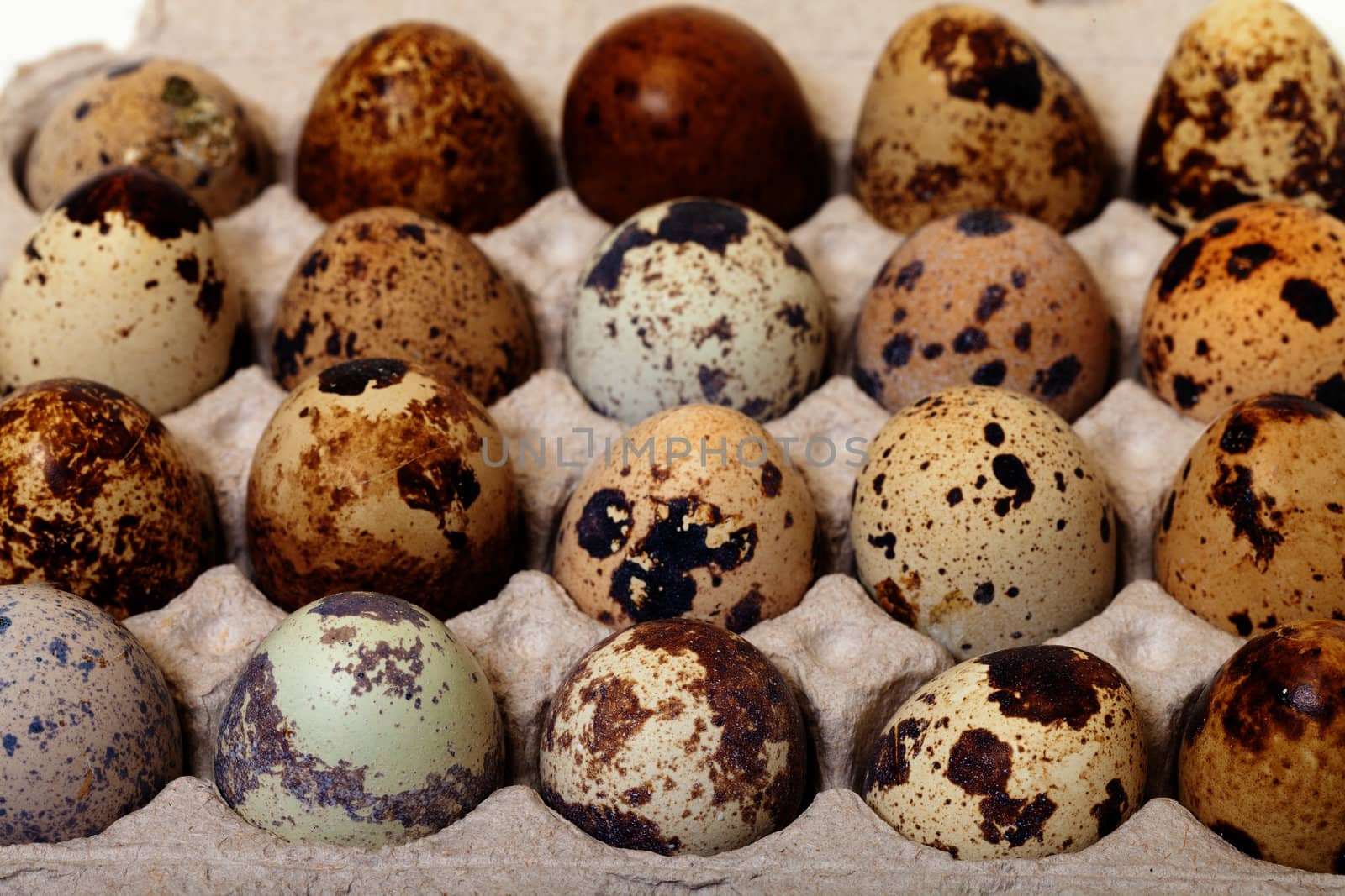 Speckled quail eggs in a carton box closeup