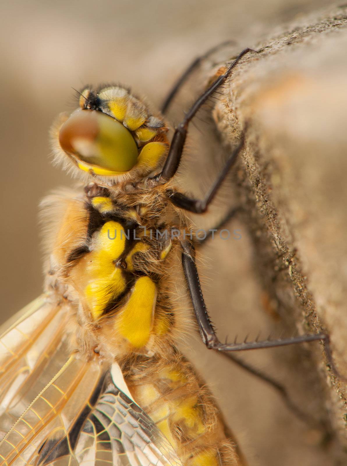 Libellula quadrimaculata