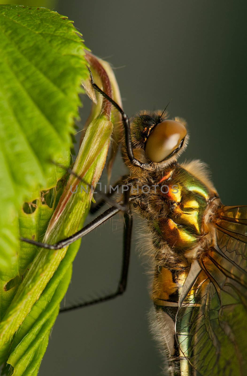 Cordulia aenea