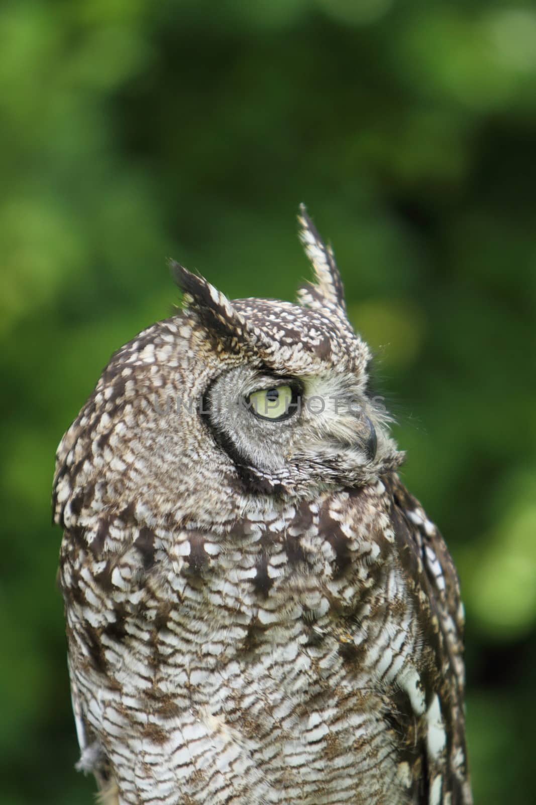 Spotted owl