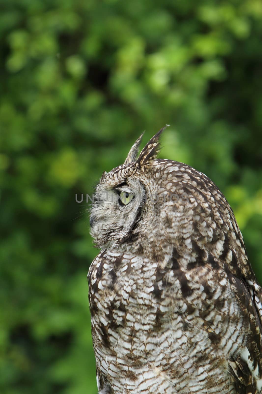 Spotted owl