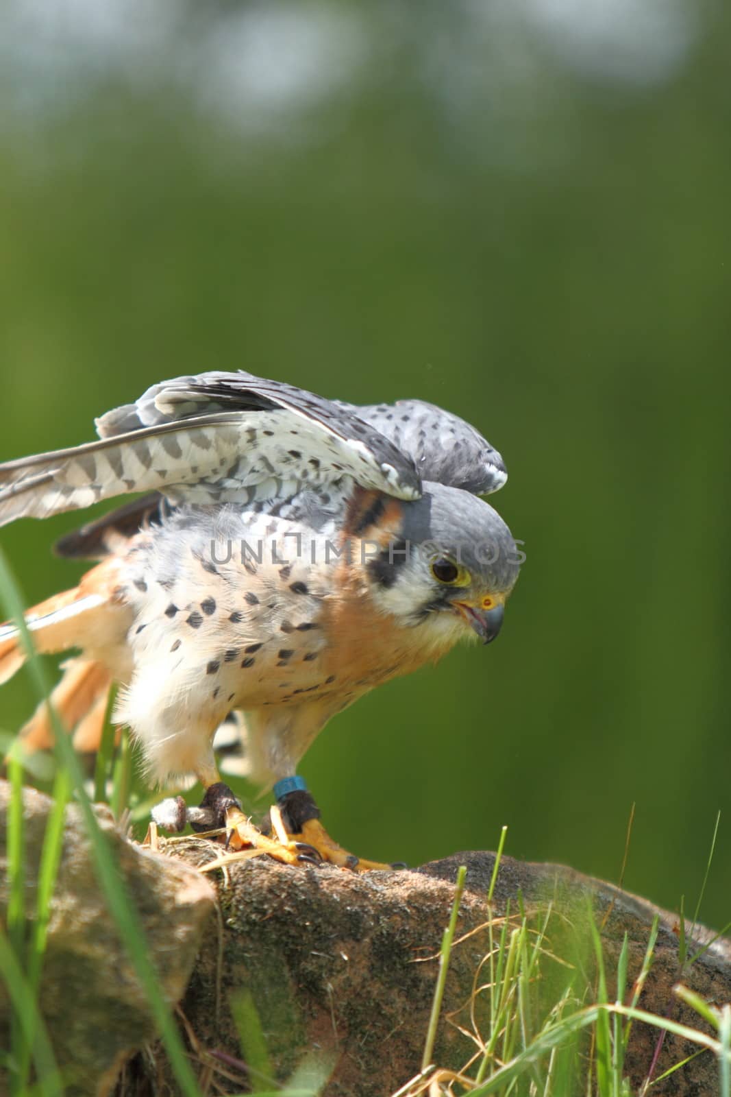 American kestrel