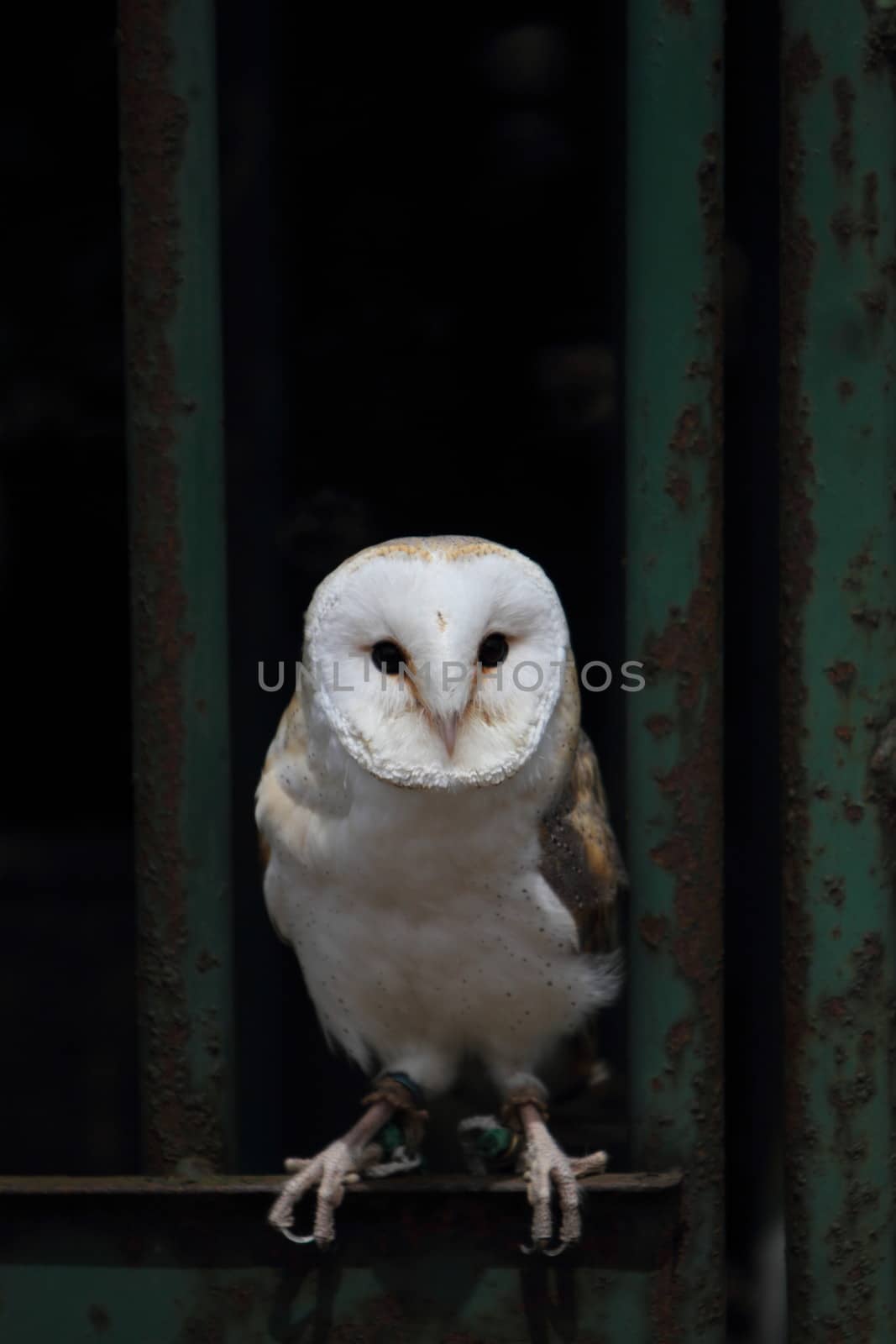 Barn owl