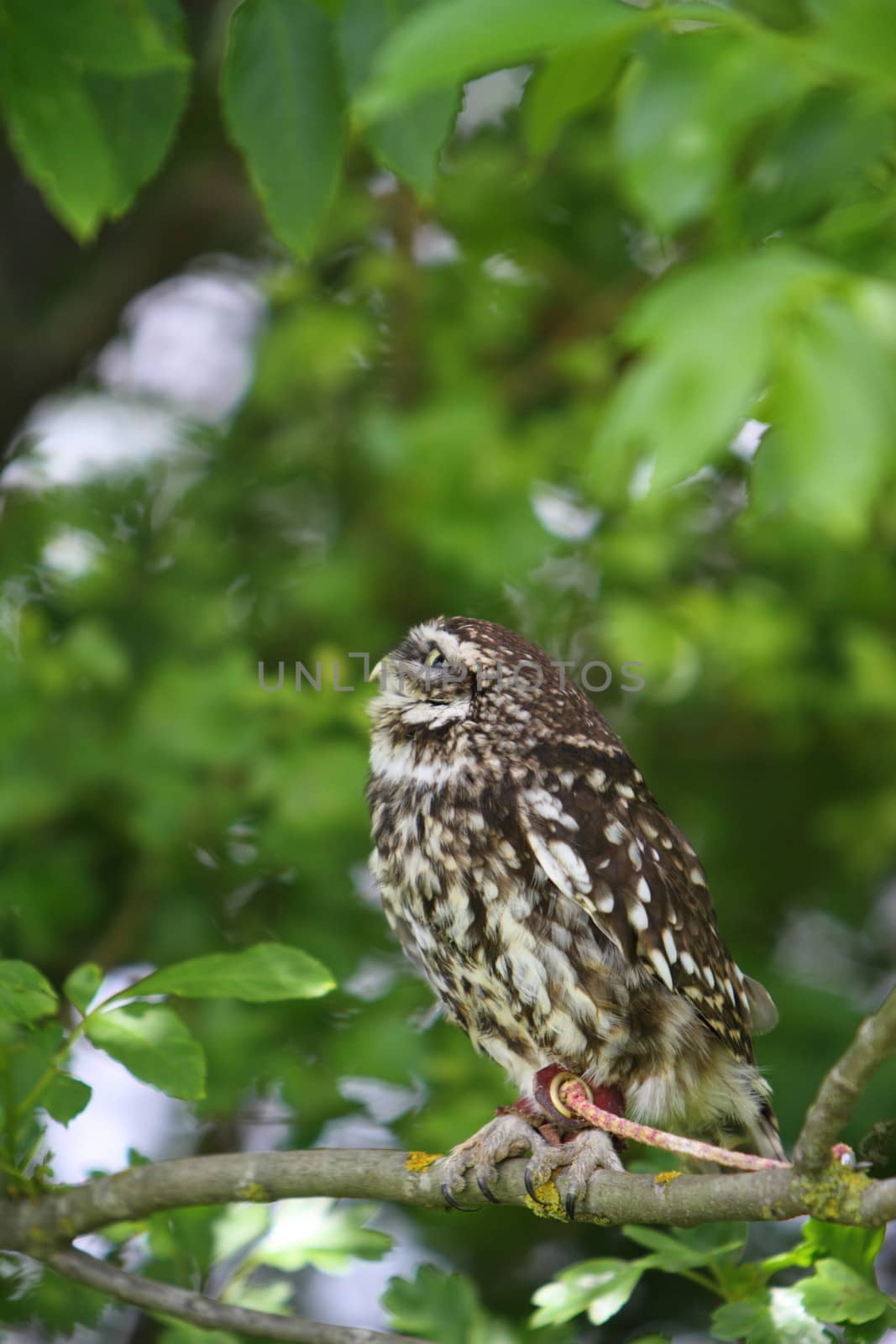 little owl