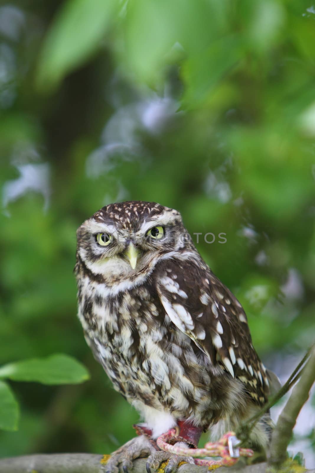 little owl