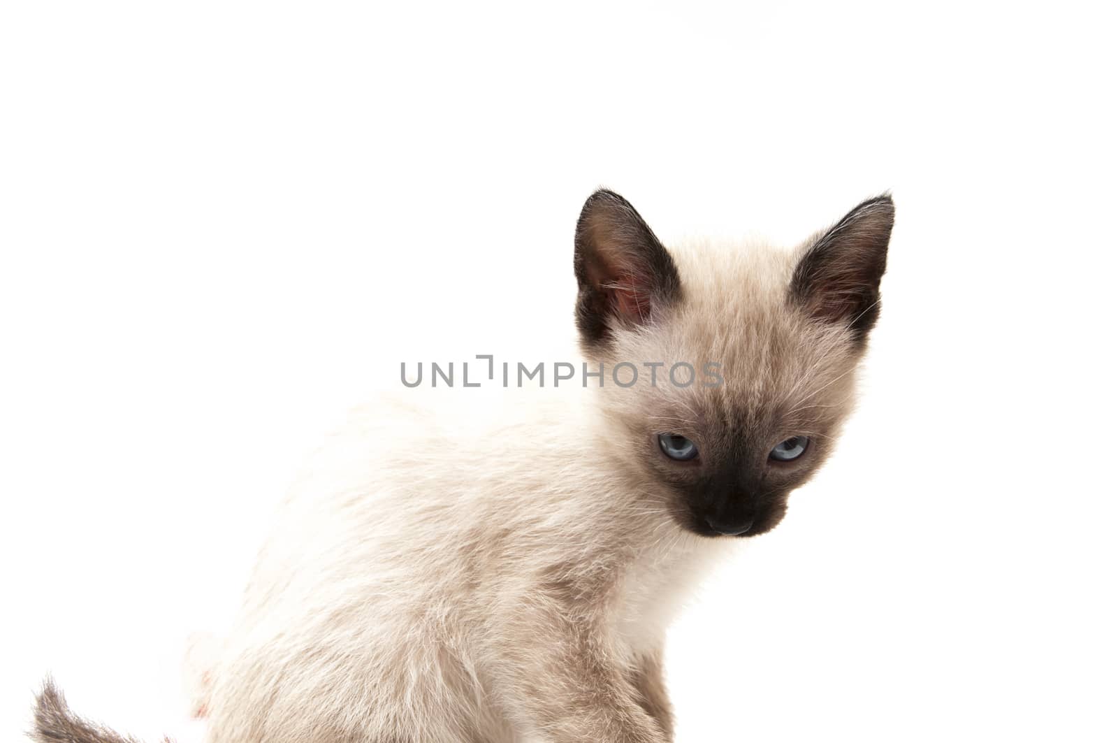 cat drinks on a white background