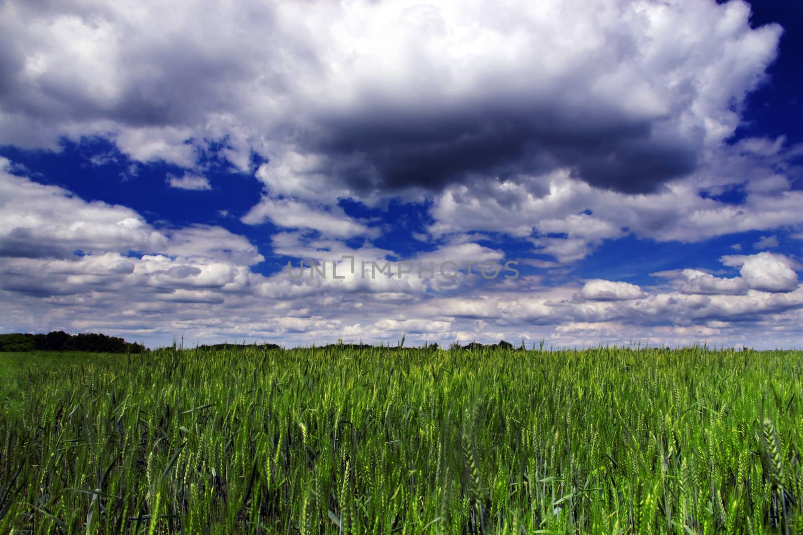 Green wheat on clouds blue sky background