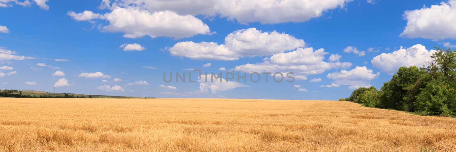 Wheat field on a background of blue sky. Panorama from multiple images