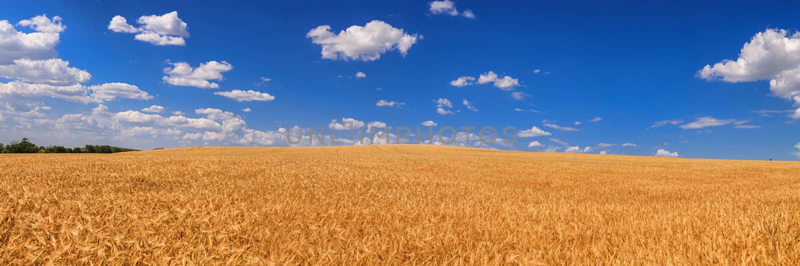 Wheat field   by fogen