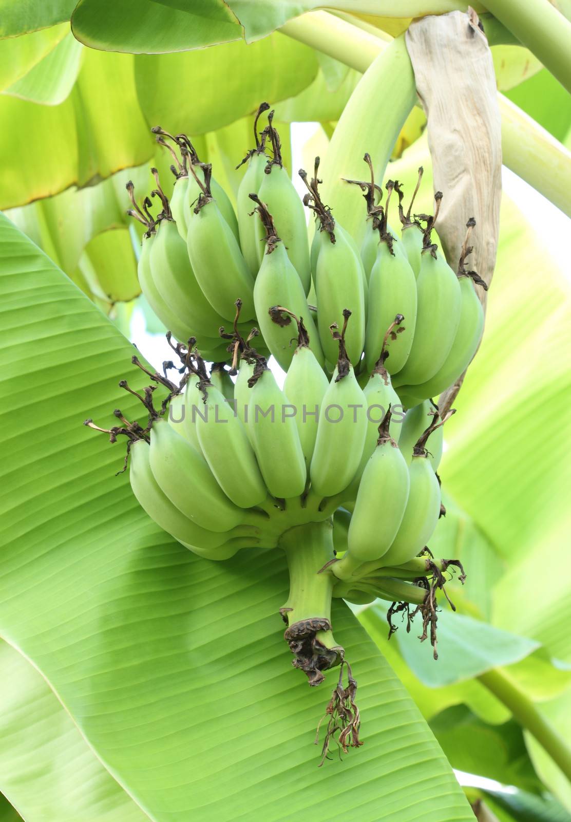 Banana tree with a bunch of bananas