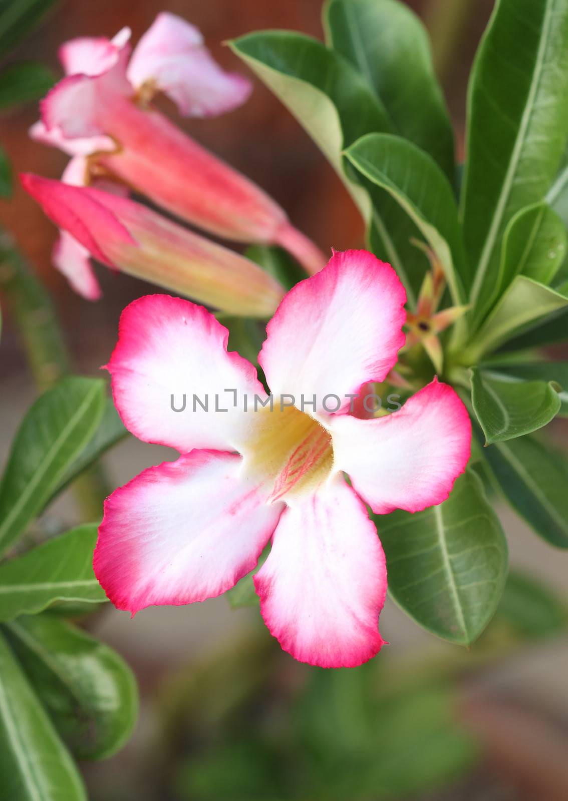 Tropical flower Pink Adenium. Desert rose.