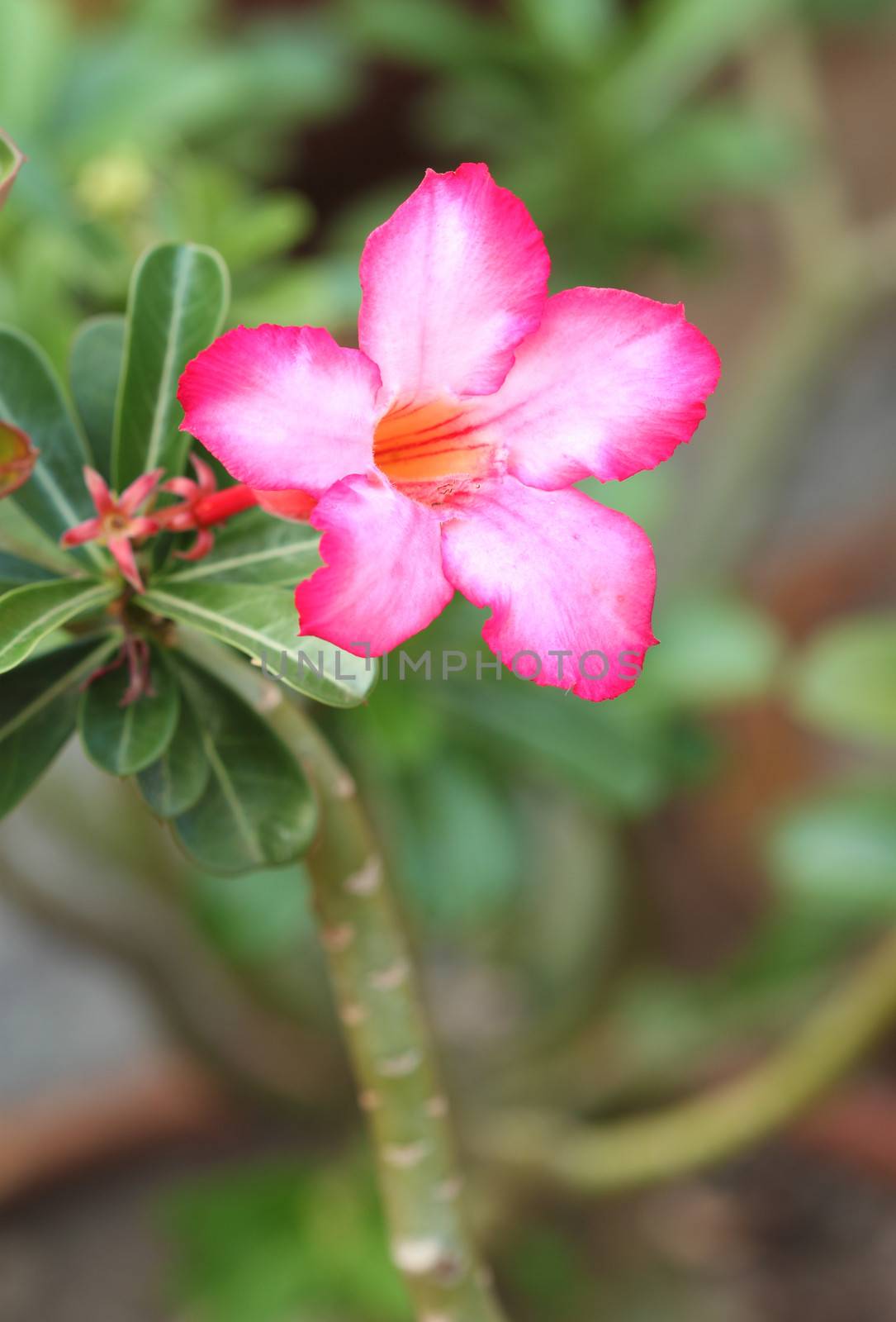 Tropical flower Pink Adenium by geargodz