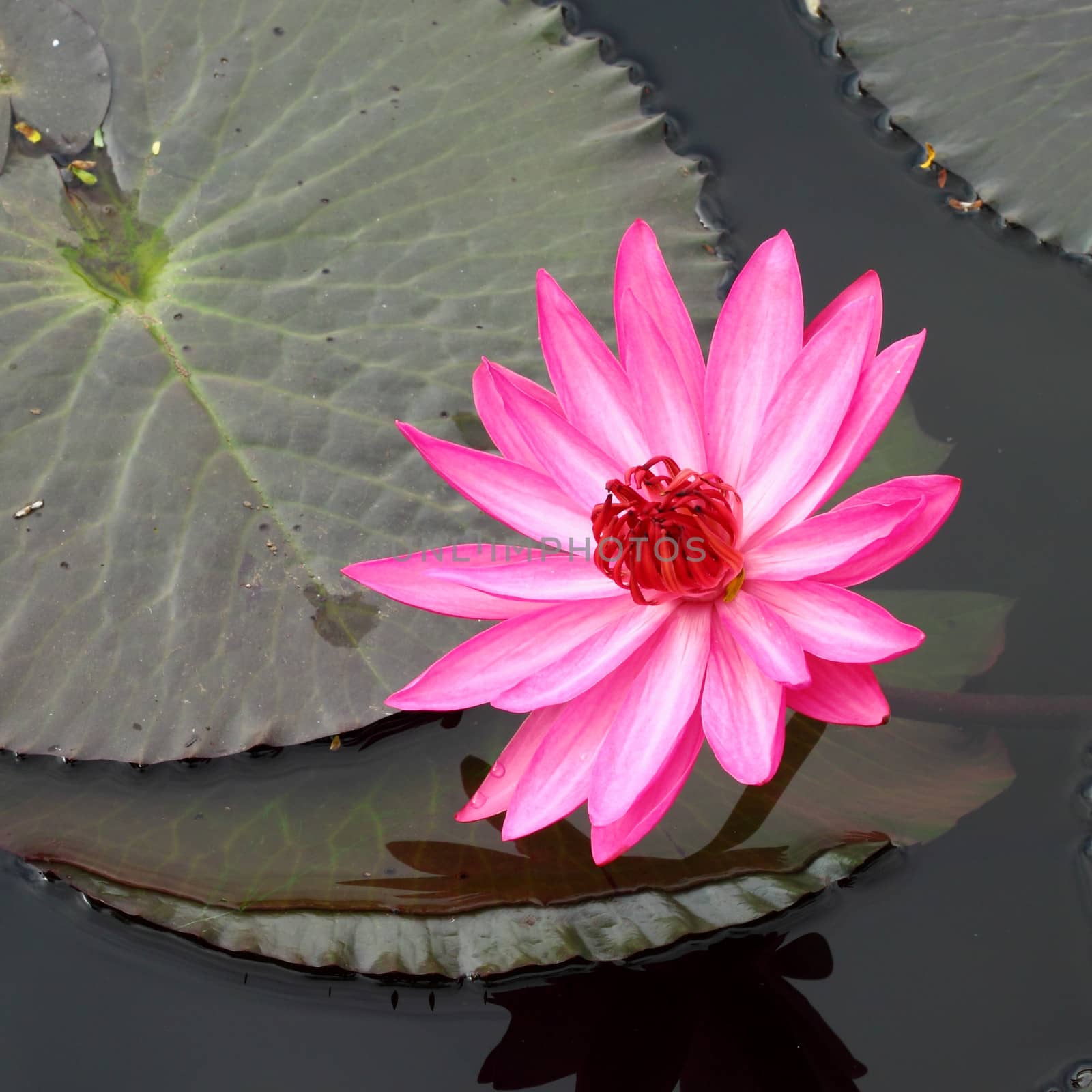 pink lotus blooming in pond