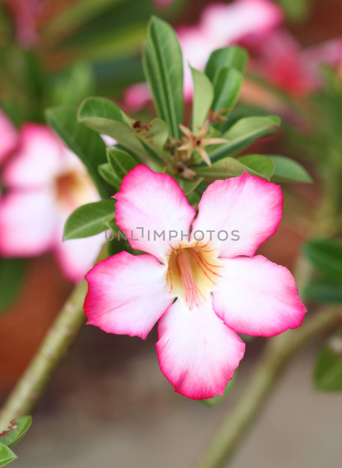 Tropical flower Pink Adenium. Desert rose.