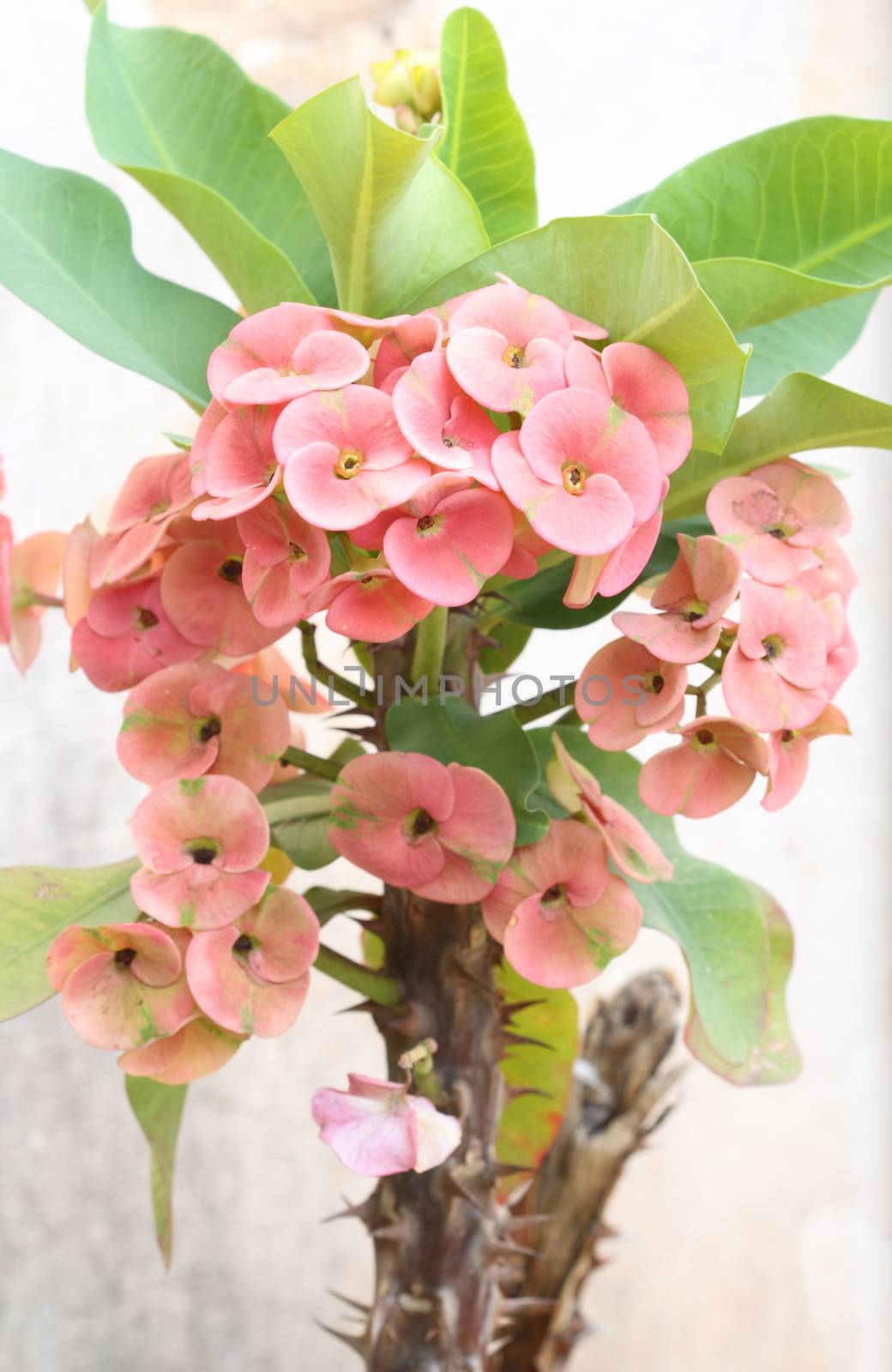 Crown of thorns flowers : Euphorbia milli Desmoul