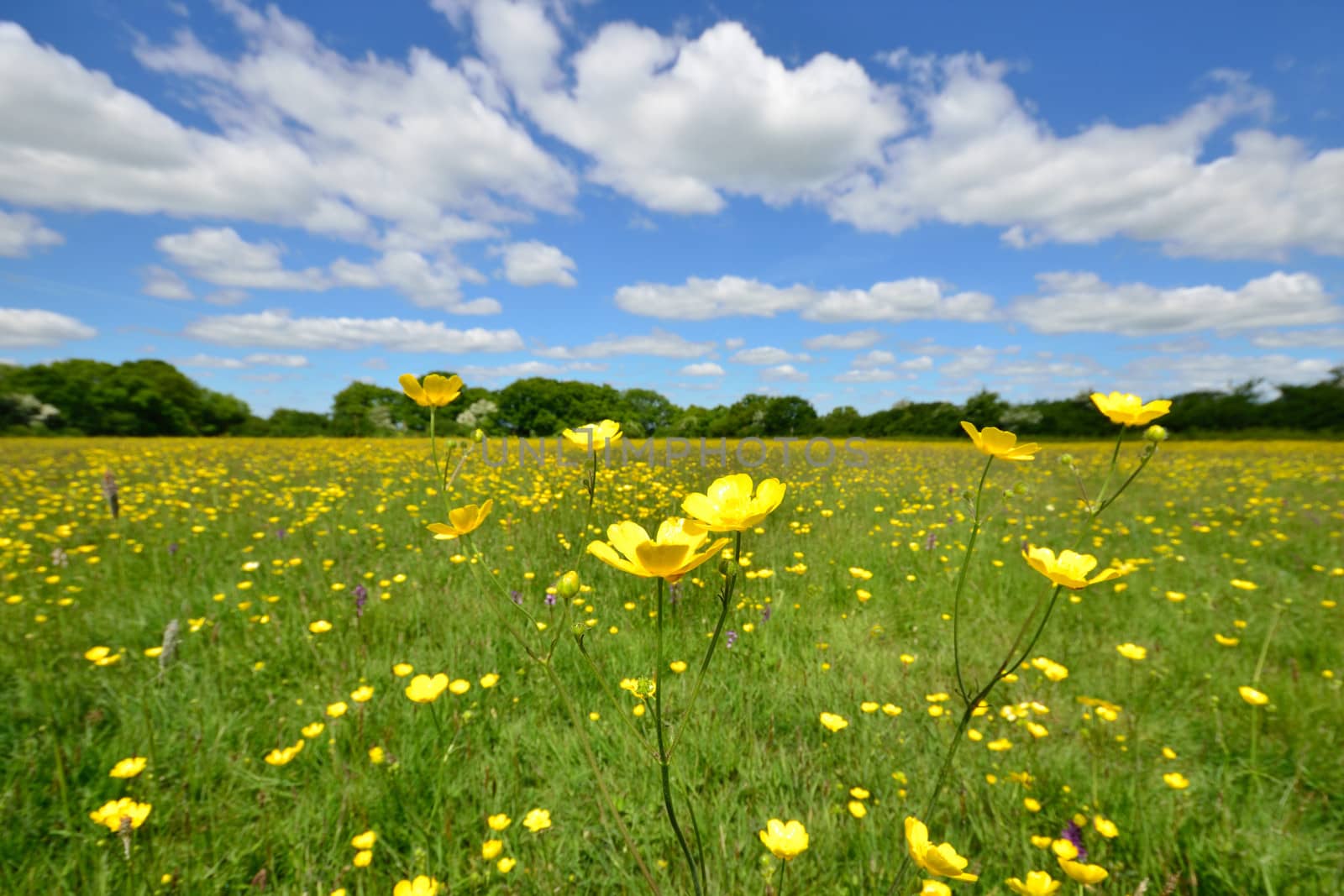 Wild Buttercups in English meadow