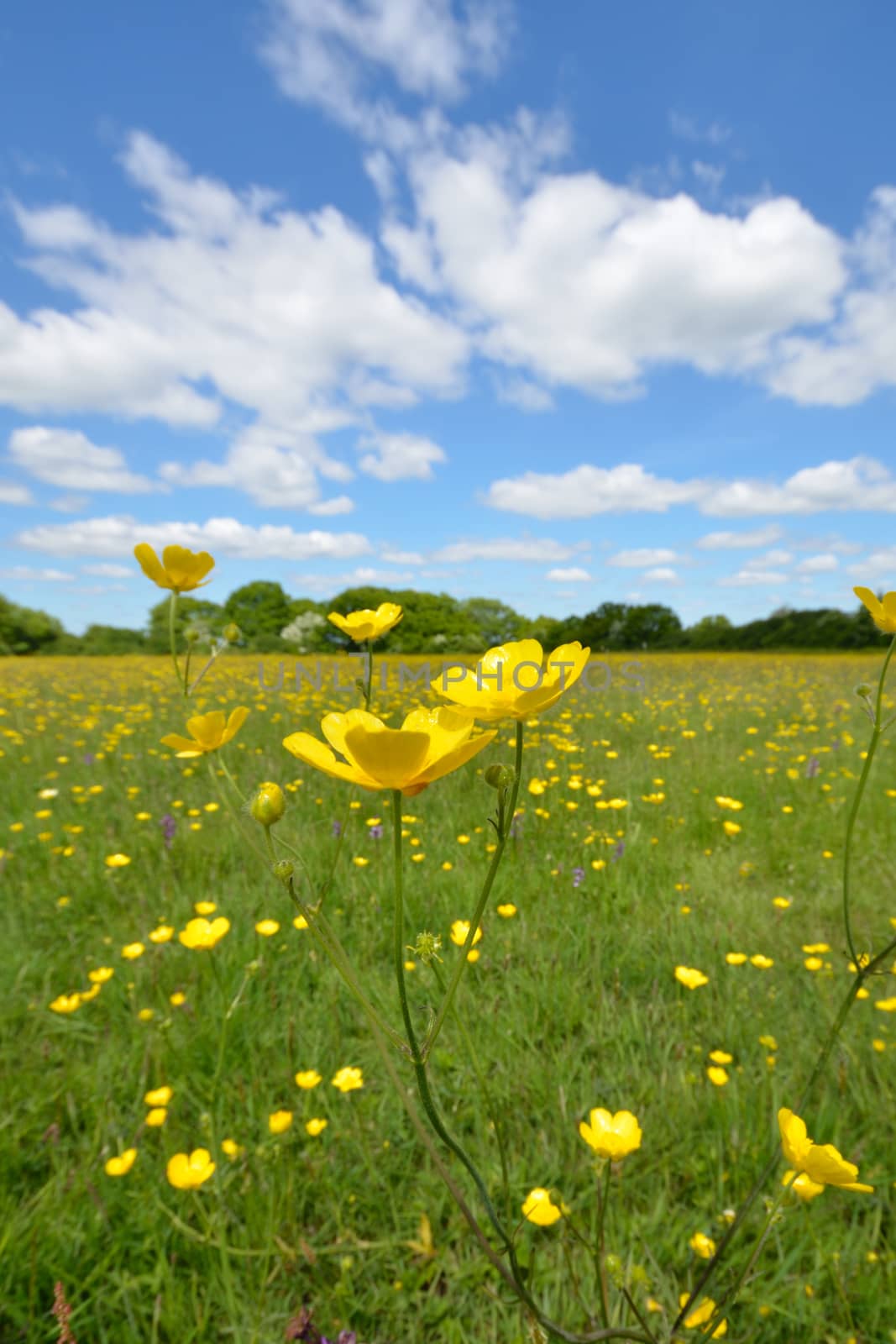 Buttercups in portrait