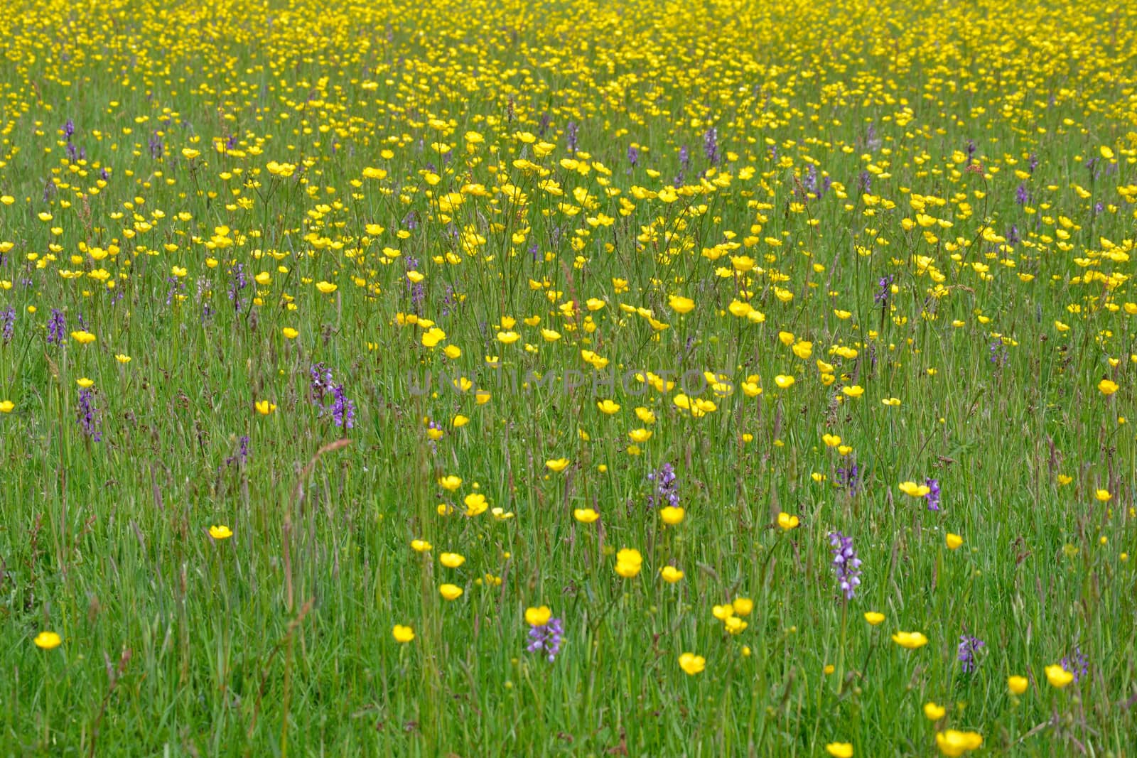 Meadow with Buttercups and Orchids