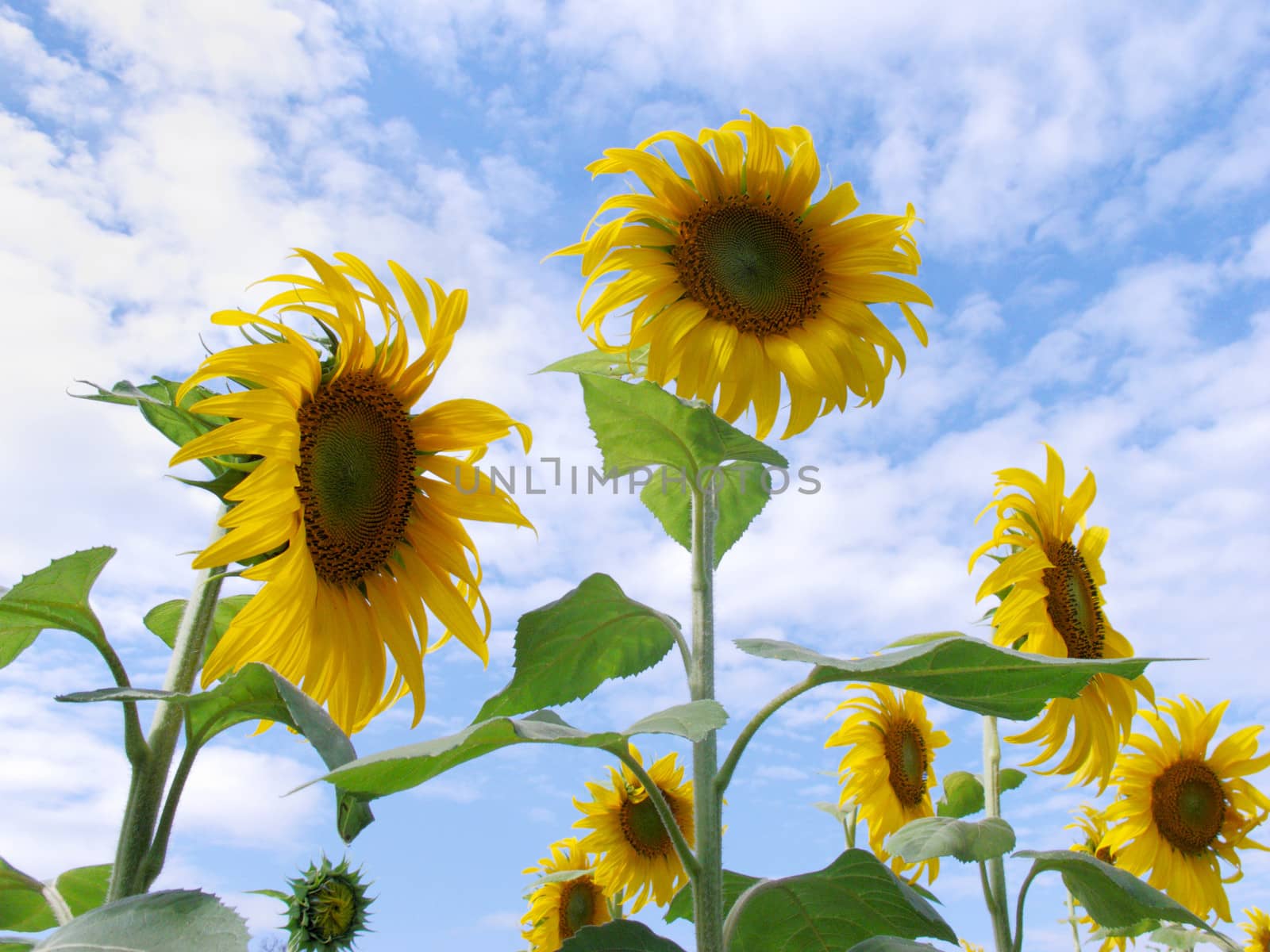 Sunflower Field with beautiful sky background