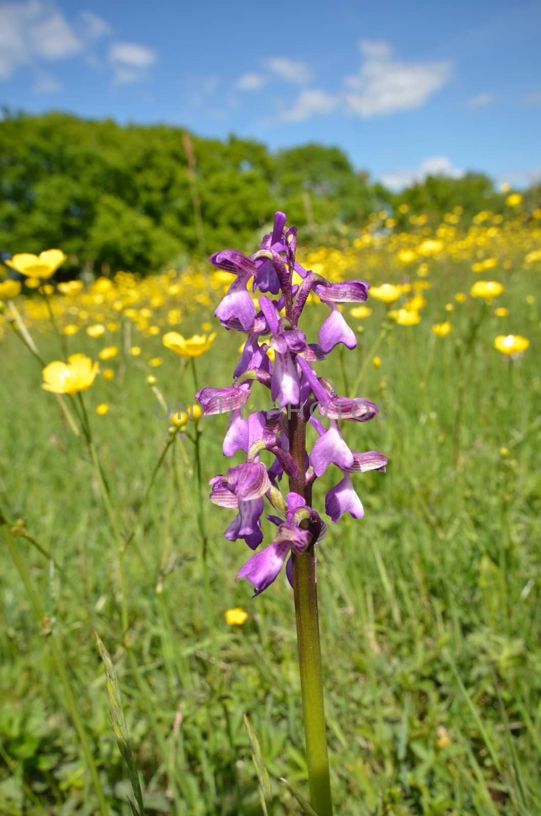 Wild orchid with buttercups