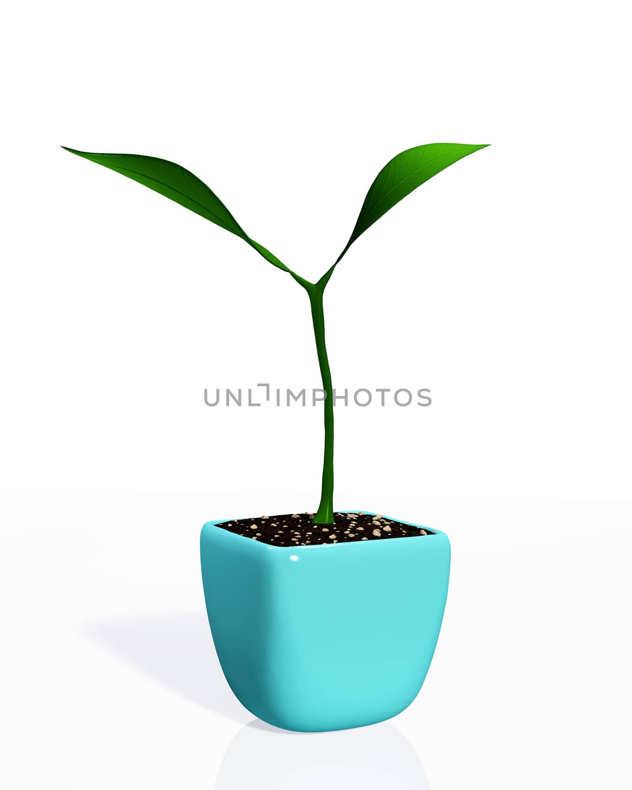 a small young plant with two leaves is growing in a light blue pot full of soil, isolated on a white background