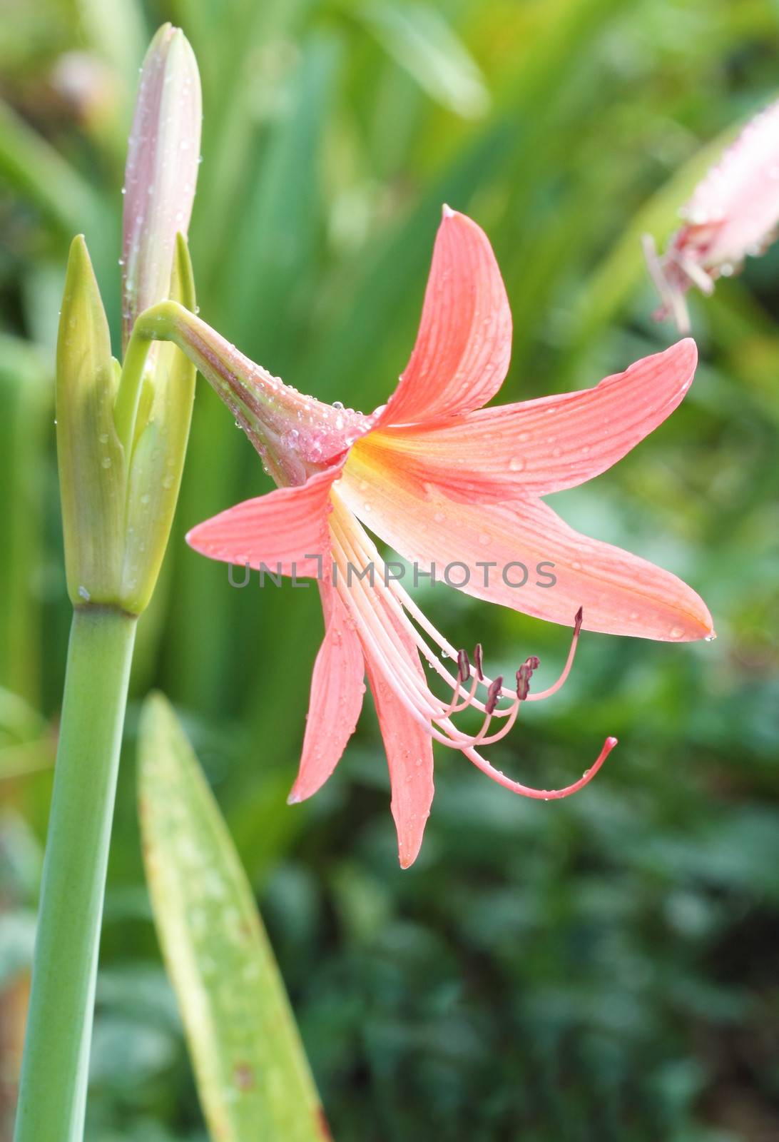 Orange Amaryllis flower with water drop