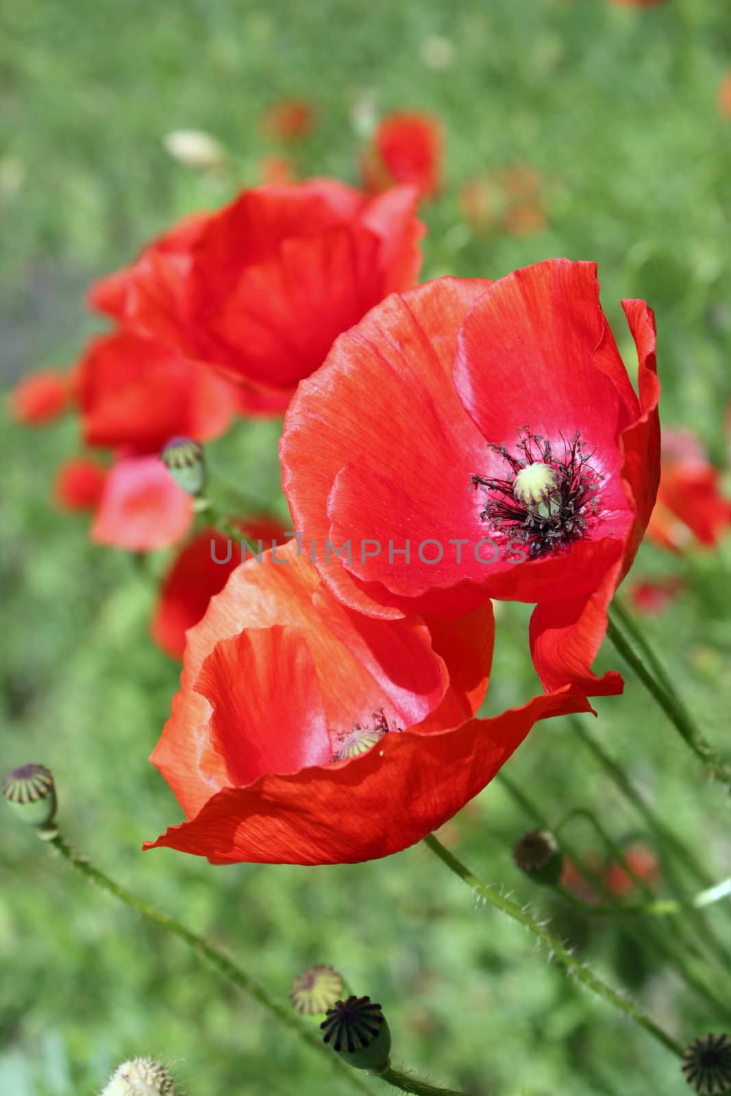 closeup of beautiful wild poppies growing in the field