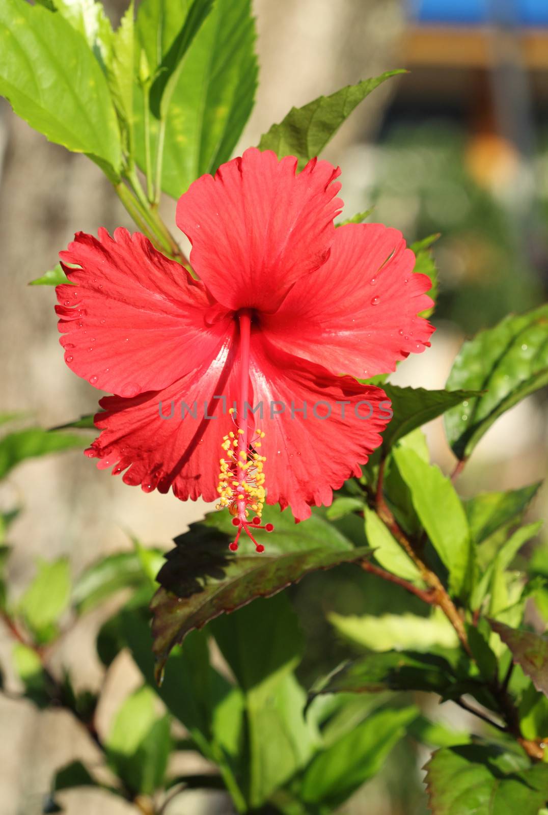 red hibiscus flower by geargodz