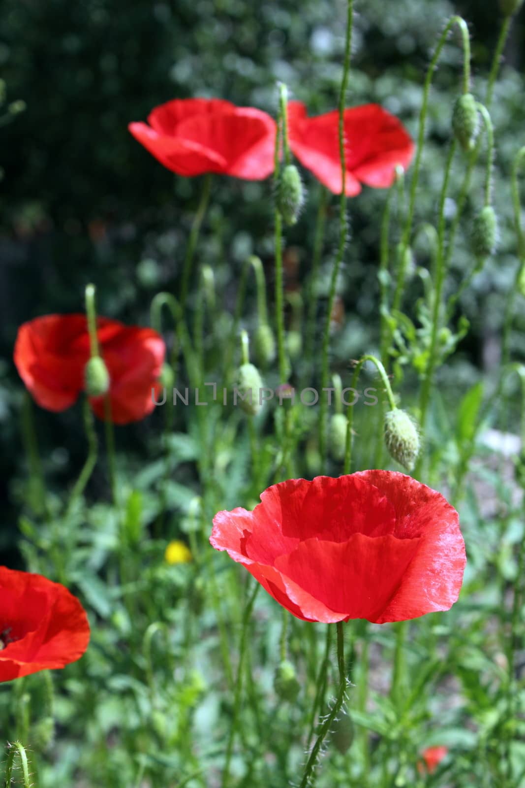 group of red poppies in the field in summer