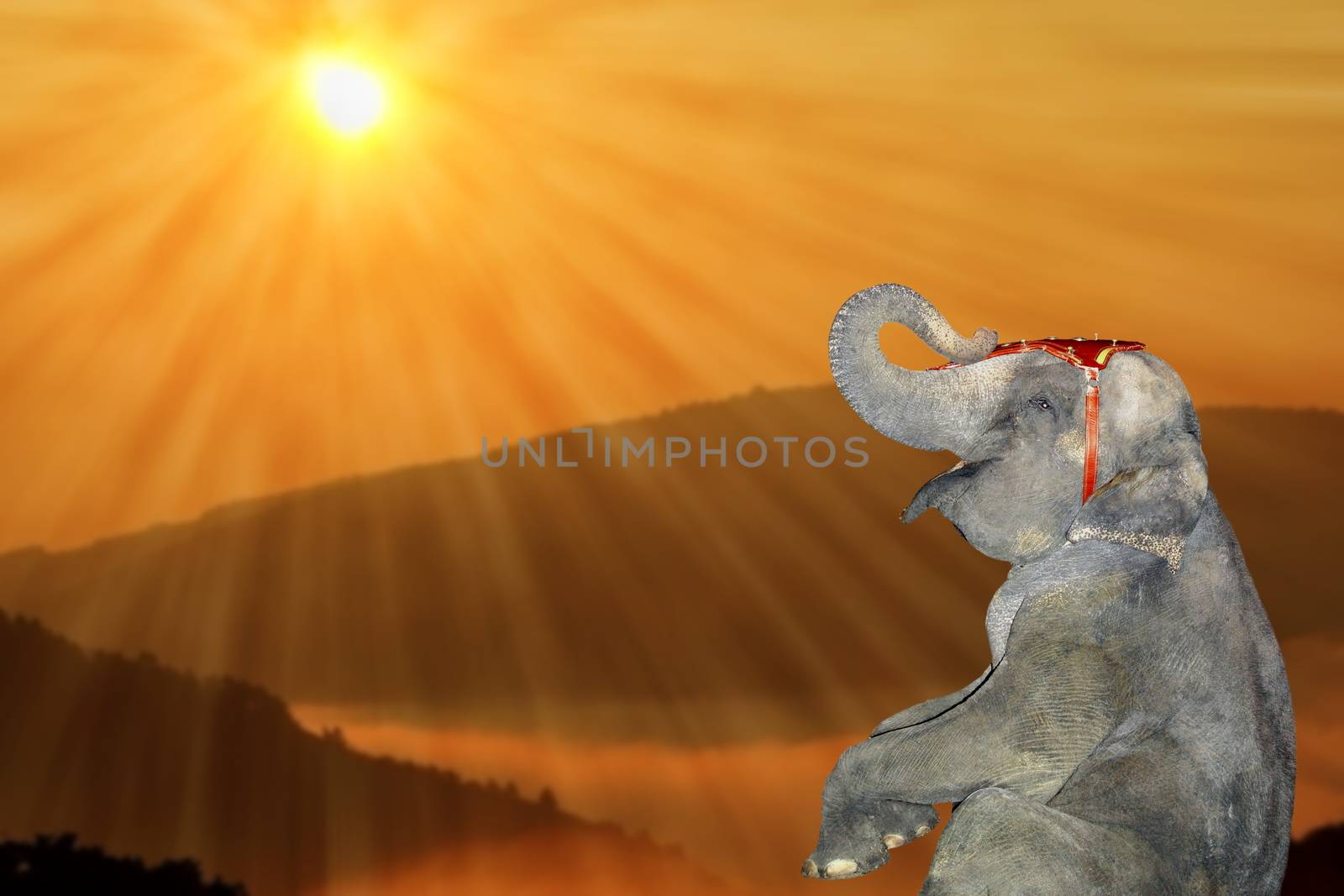 happy baby elephant enjoying the beautiful colors of sunset - concept