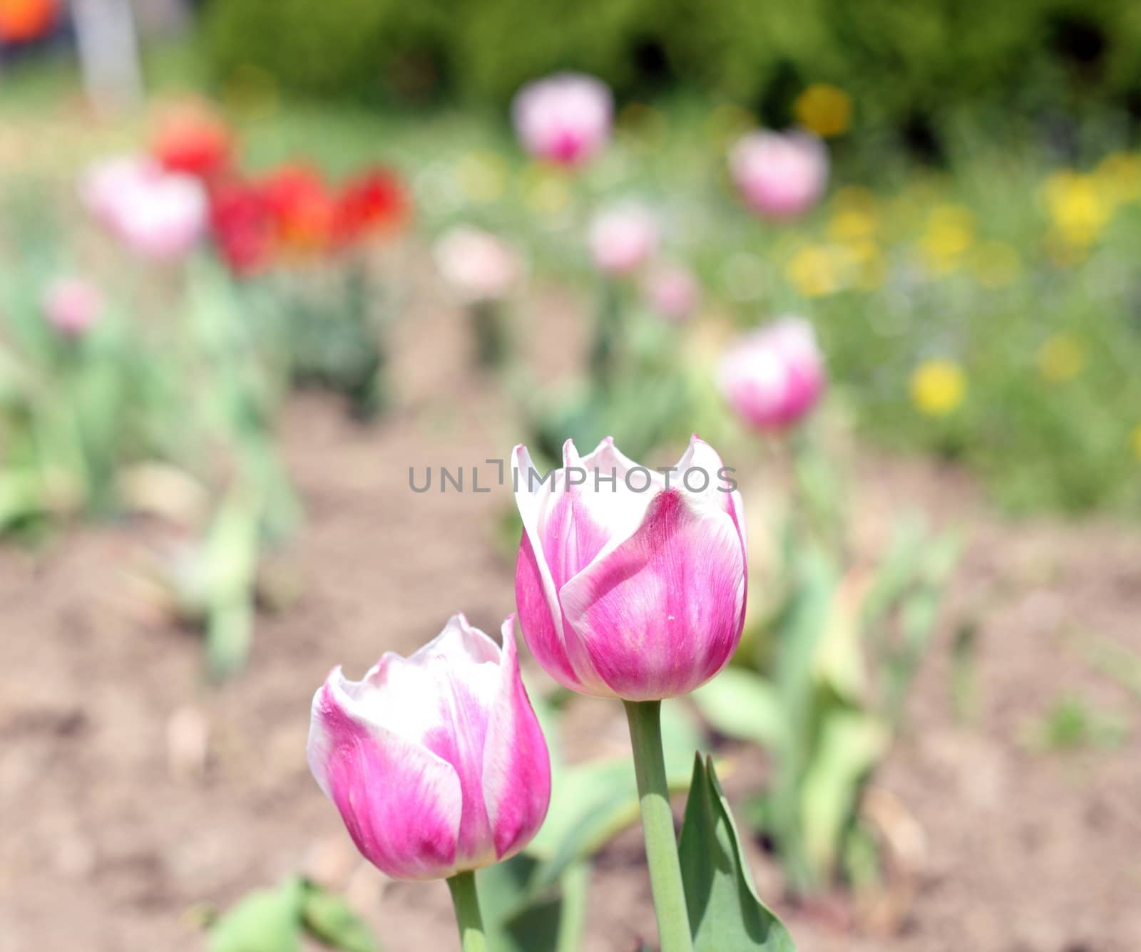 closeup of striped pink and white tulip growing in the park in spring