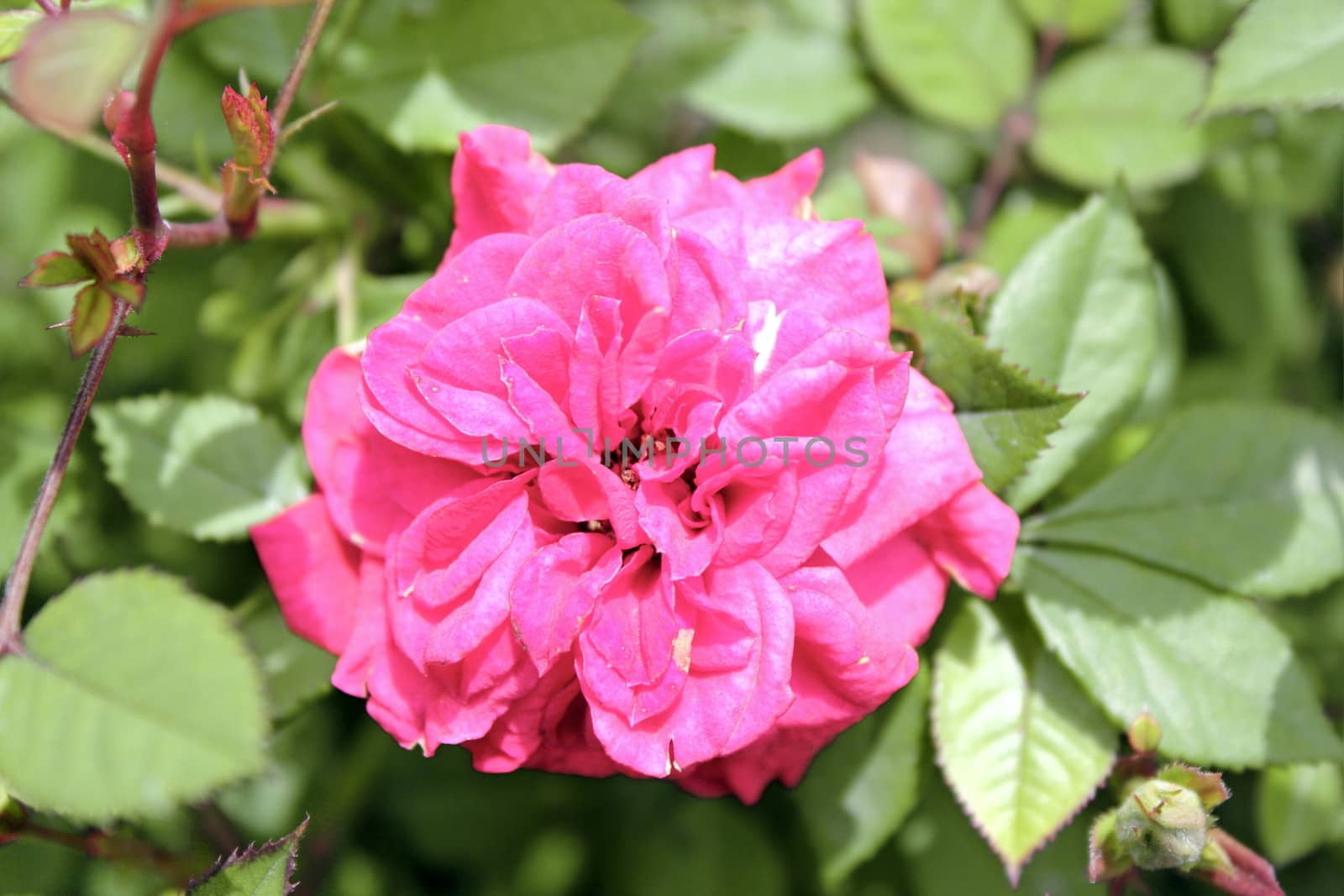 pink rose flower growing in the garden