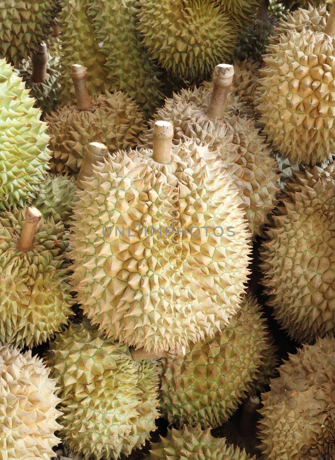 durian, king of fruit, famous fruit in Thailand