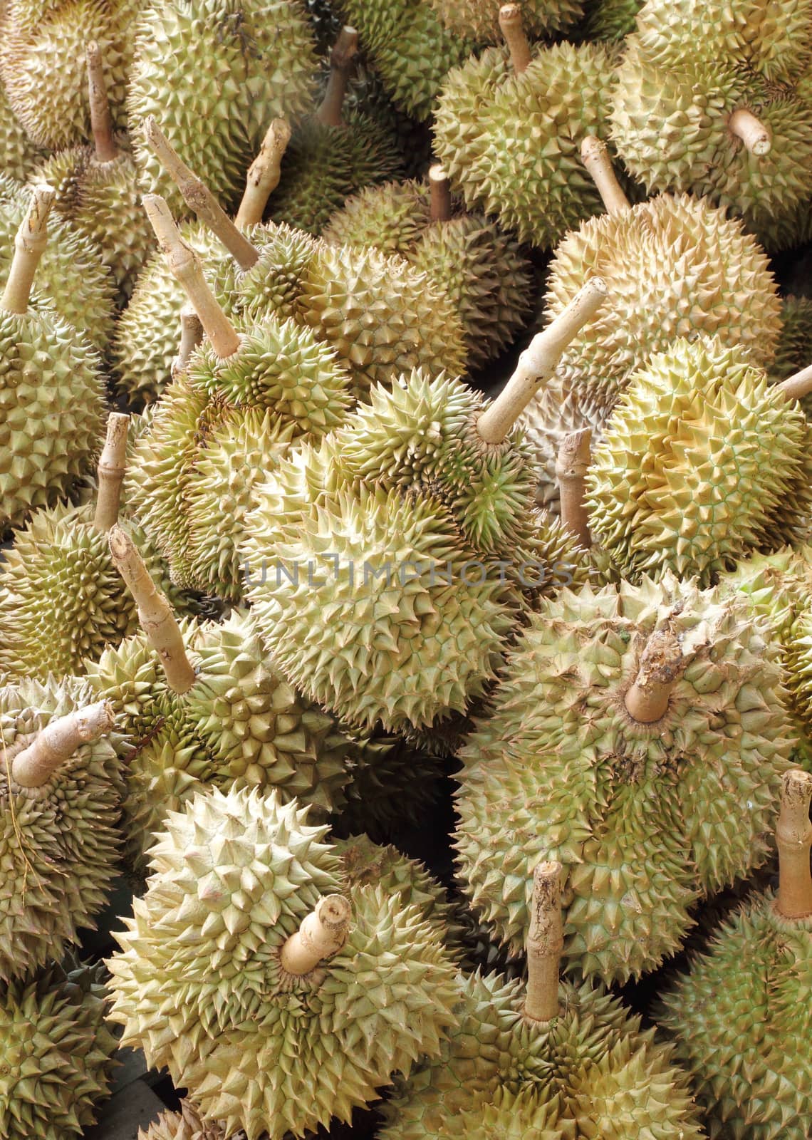 durian, king of fruit, famous fruit in Thailand