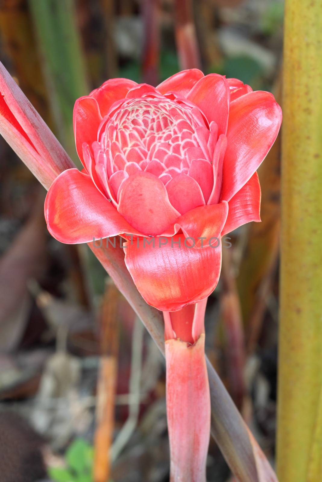 torch ginger against lush tropical growth by geargodz