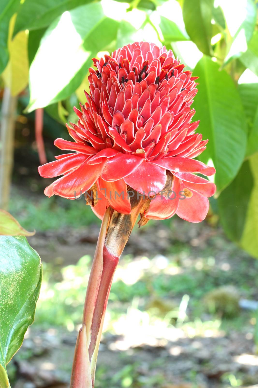 torch ginger flower against lush tropical growth