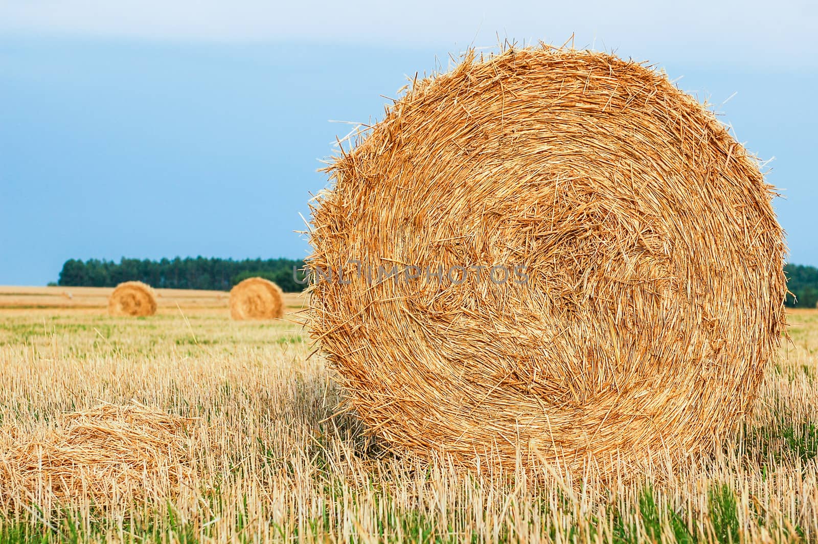 Harvested straw bales in a sunny day